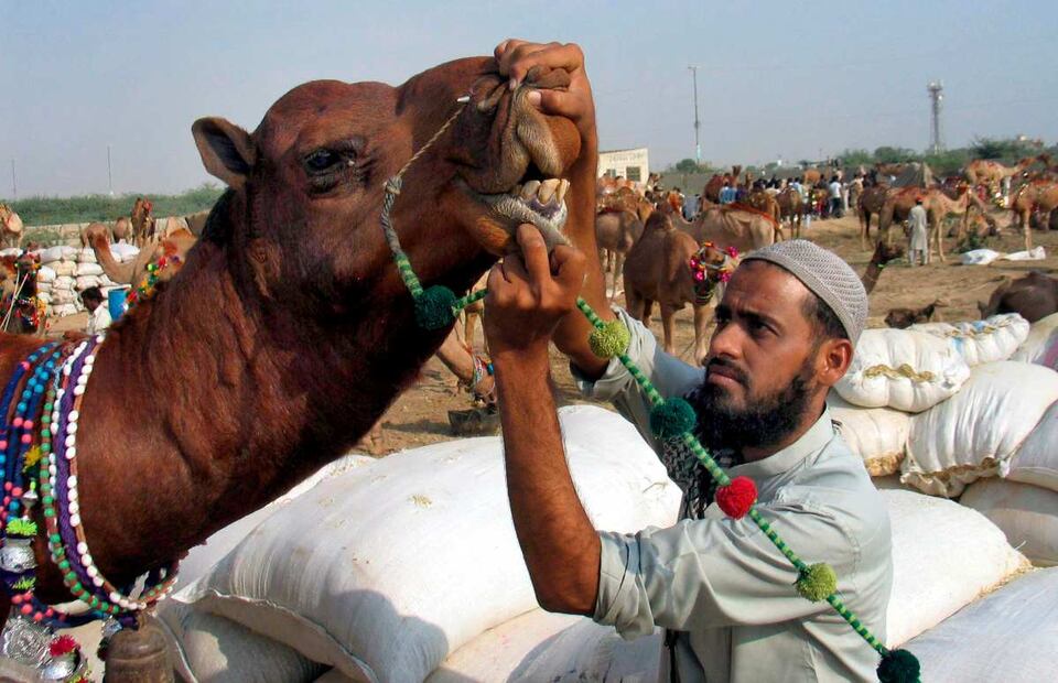 Descalifican a 43 camellos de "festival de belleza" en Arabia Saudita por usar botox