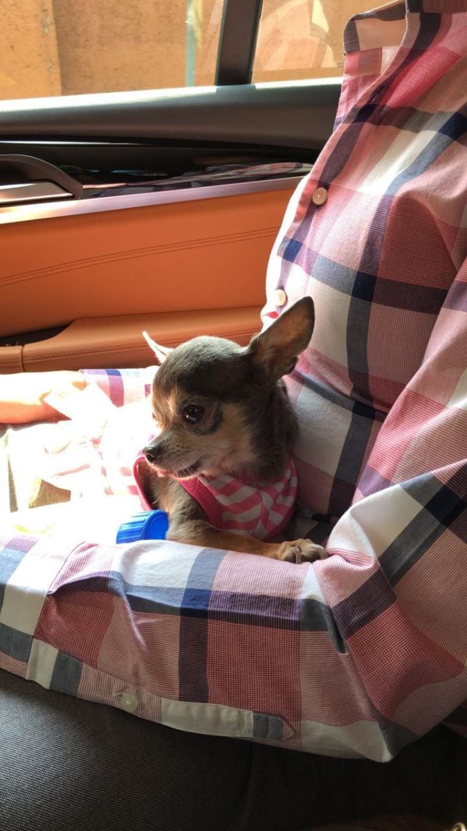 “Mía”, la mascota fashionista de Fabiola Ortiz