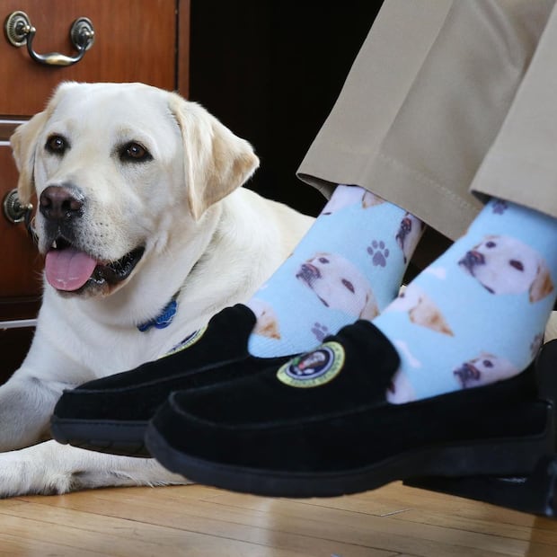 Las fotos más tiernas de Sully, el perro de George Bush padre