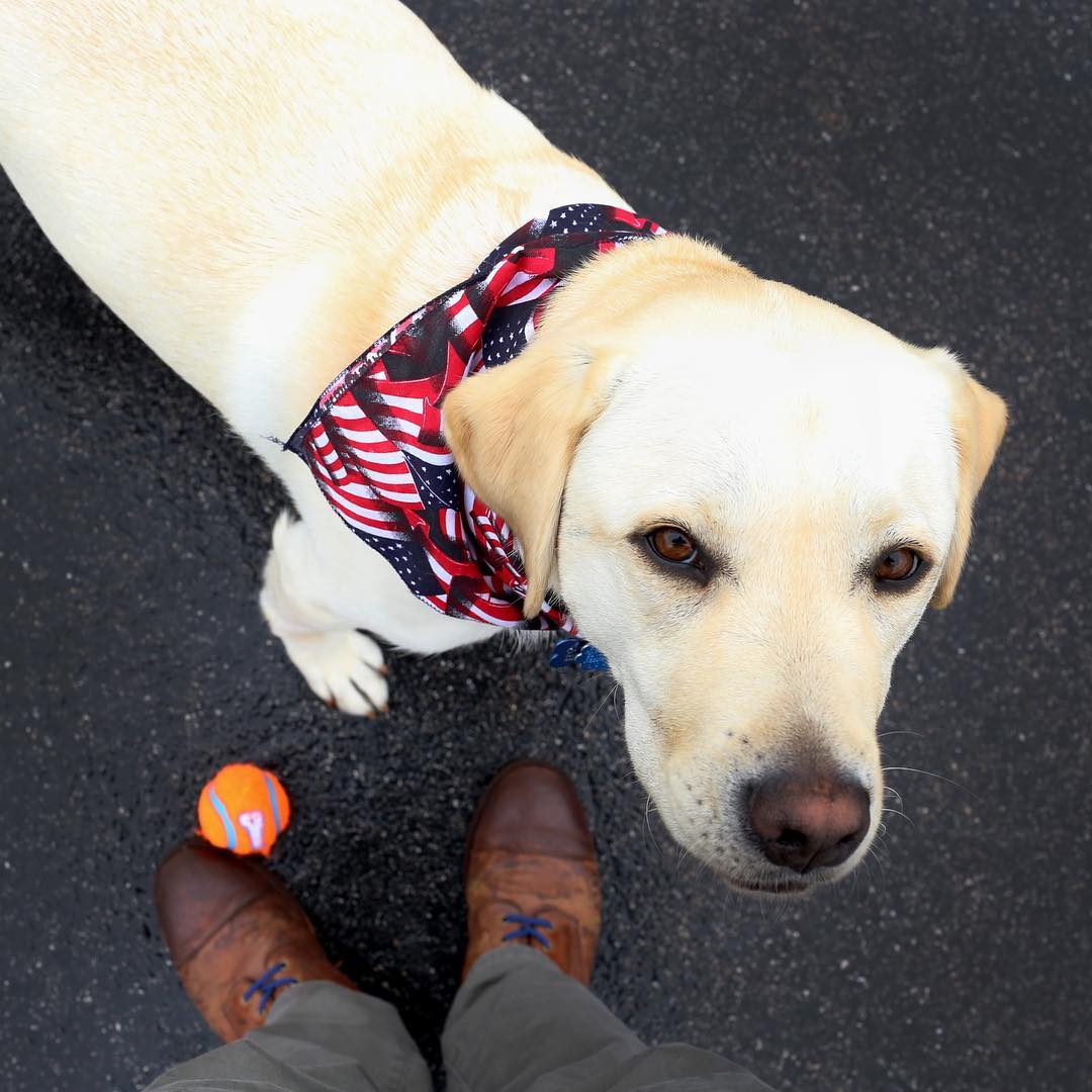 Las fotos más tiernas de Sully, el perro de George Bush padre