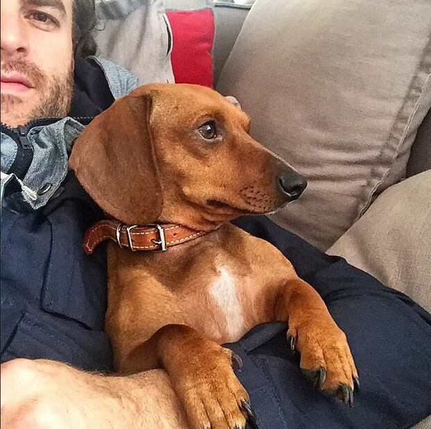 Max Villegas presenta a 'Laila', su mascota adoptada 