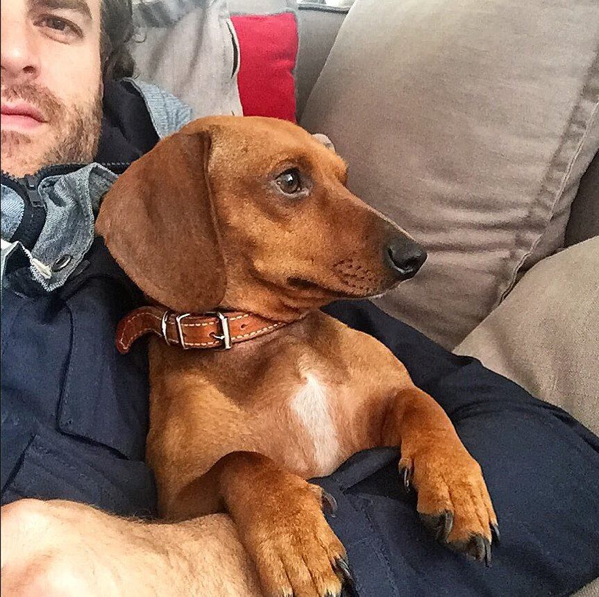 Max Villegas presenta a 'Laila', su mascota adoptada 