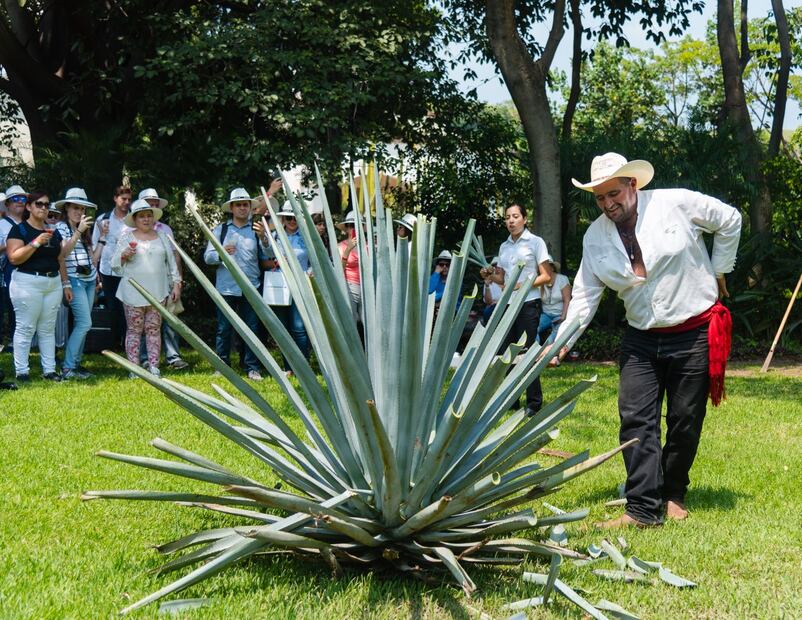 24 horas en: Tequila, pueblo mágico