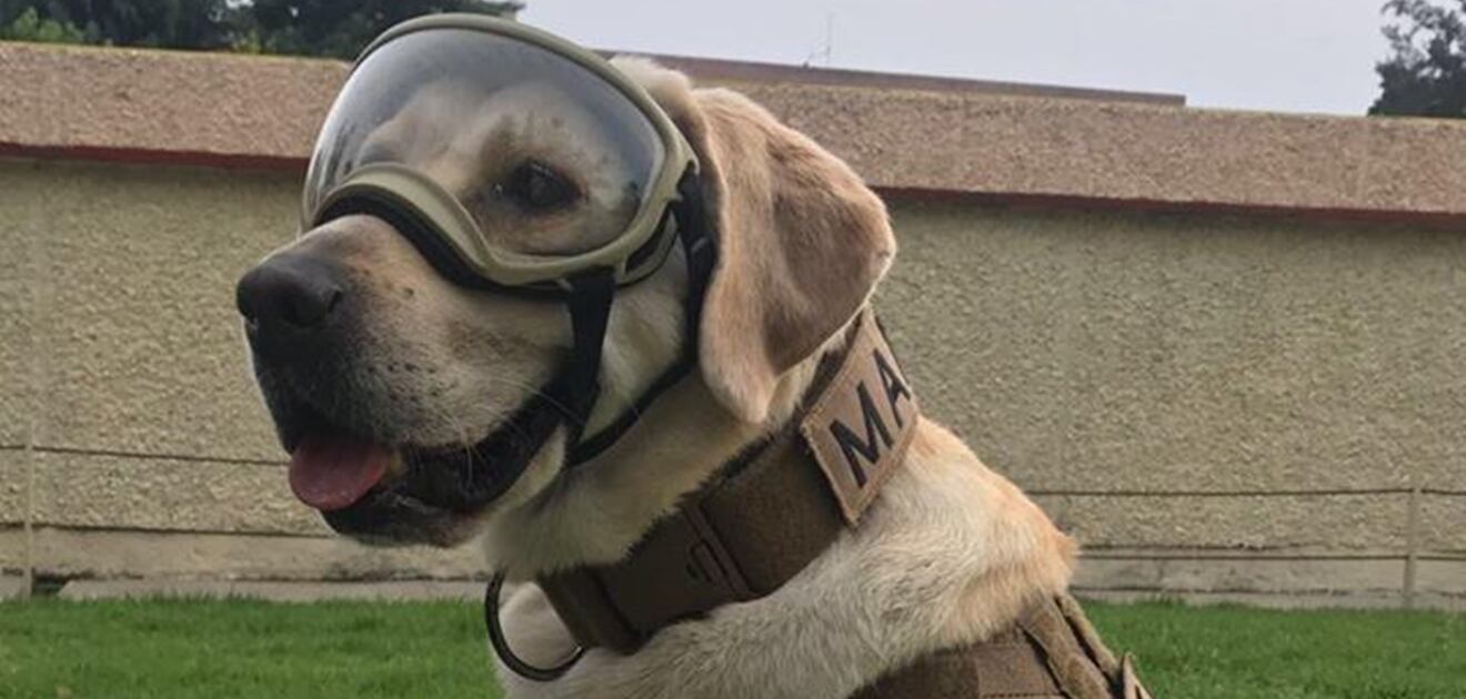 <p>Luego de los sismos del 7 y 19 de septiembre, Frida ha dado todo su esfuerzo por salvar a los afectados <strong>(Fotos: El Universal)</strong></p>