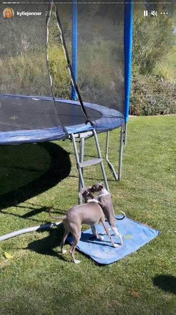 Kylie Jenner: Conoce a sus 5 galgos italianos ¡son su adoración!