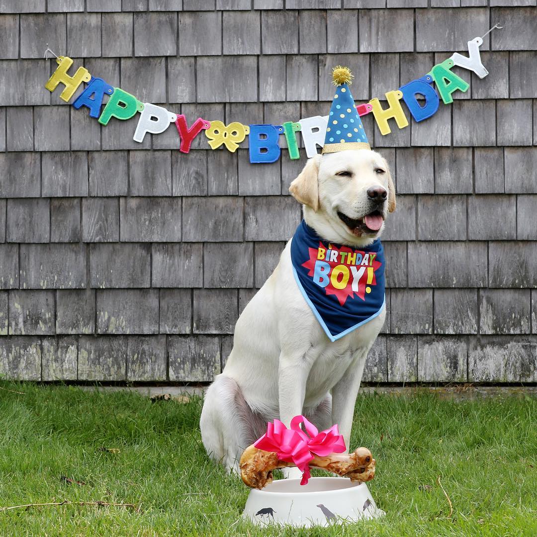 Las fotos más tiernas de Sully, el perro de George Bush padre