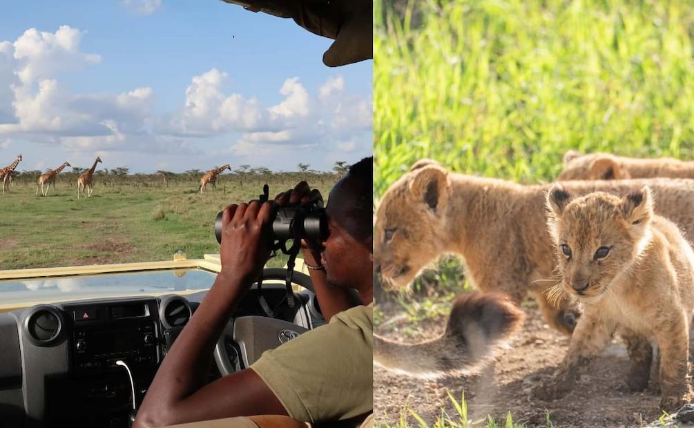 El safari en África de Sergio 'Checo' Pérez y Carola Martínez / Foto: Instagram
