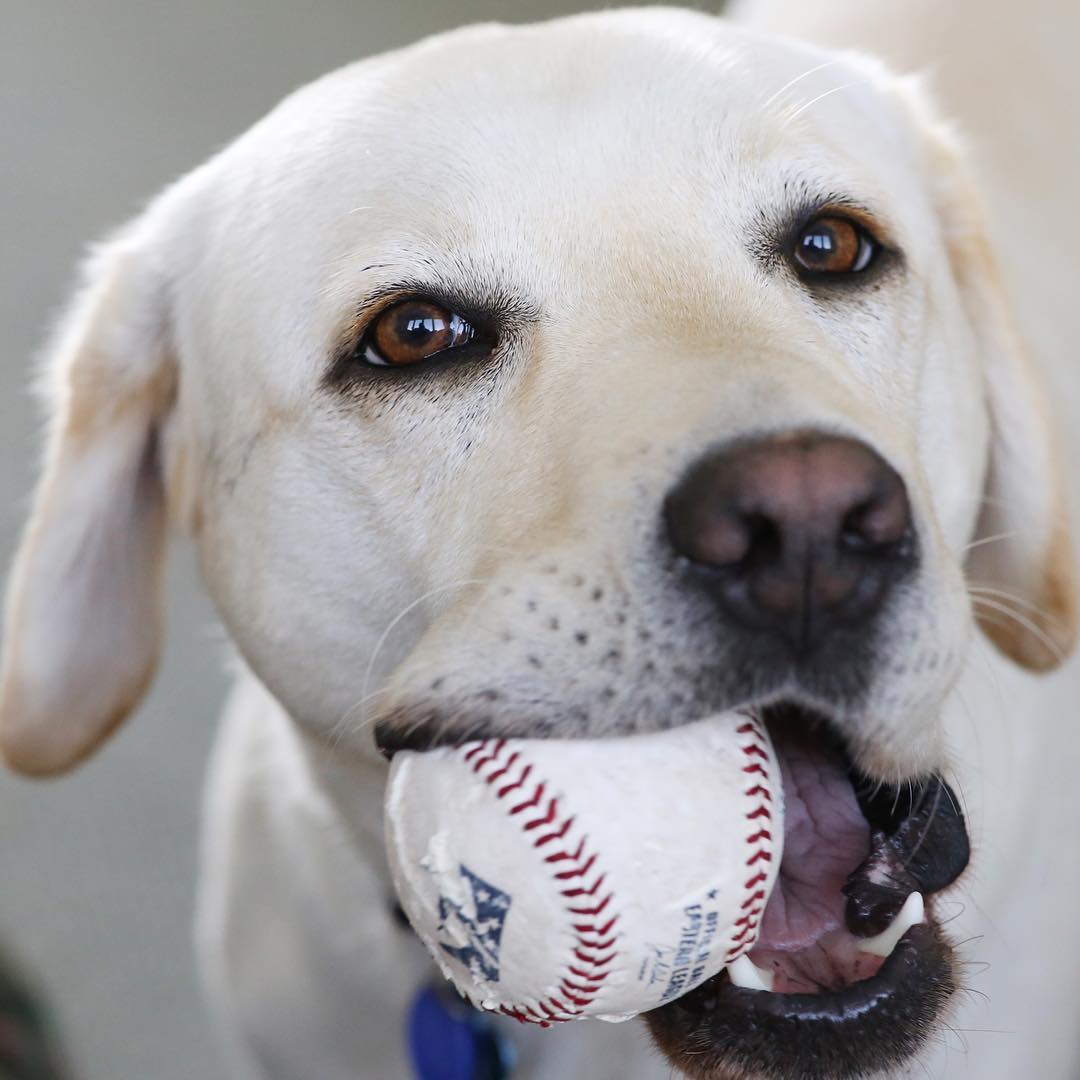 Las fotos más tiernas de Sully, el perro de George Bush padre
