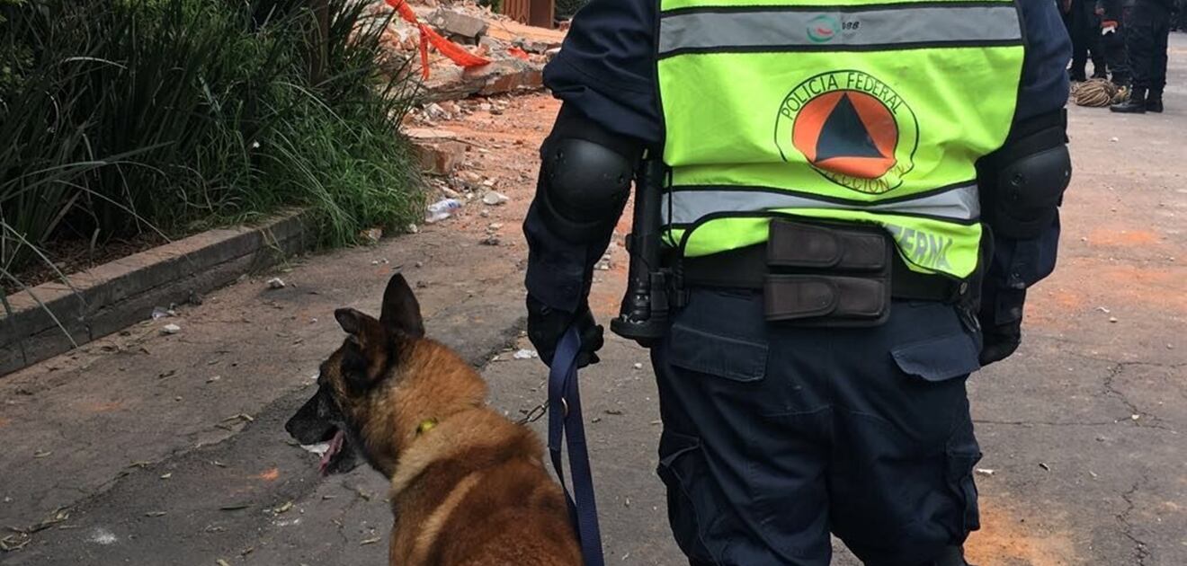 <p>Este perrito forma parte de&nbsp;la Unidad Canina de la División de Fuerzas Federales<strong> (Foto: Twitter)</strong></p>
