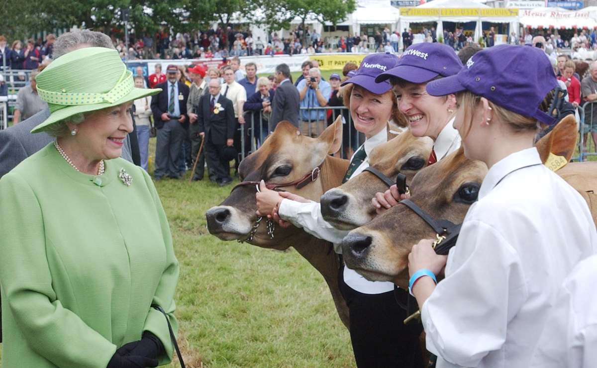 Las vacas lecheras de la reina Isabel II duermen en camas de agua
