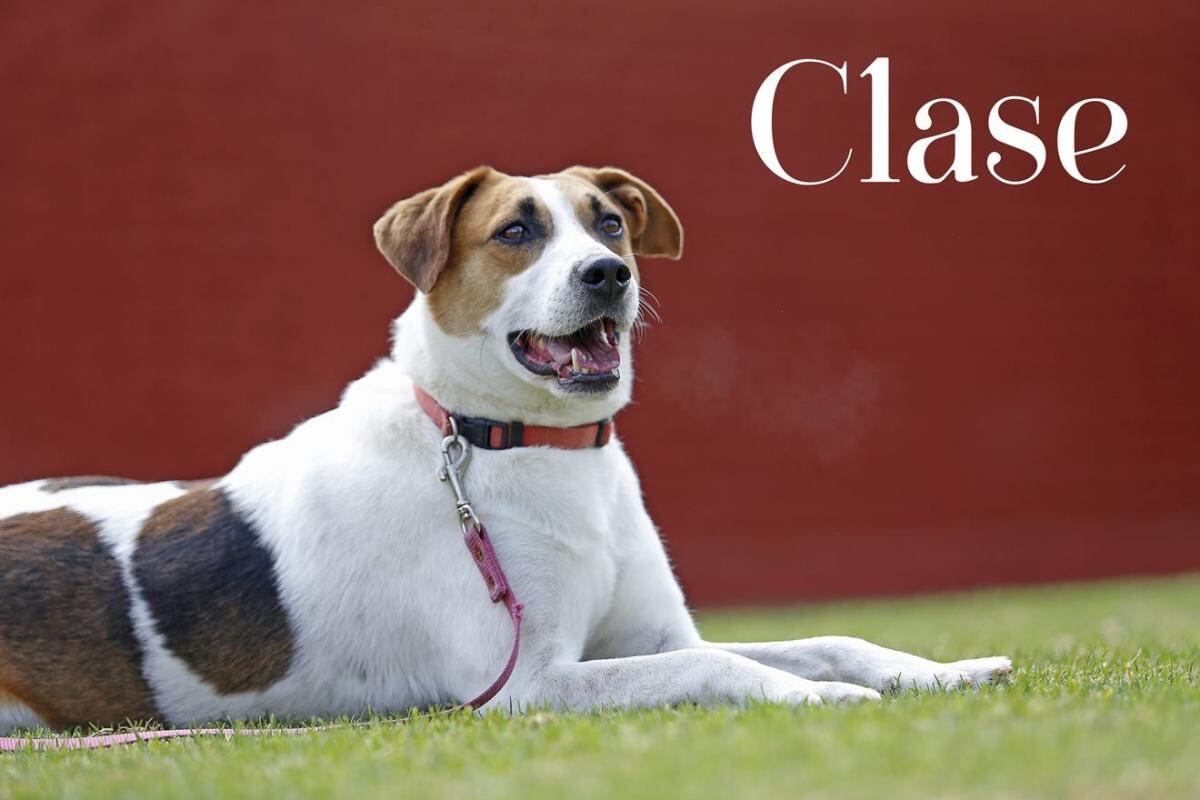 Mascotas con Clase: Fran Meric y sus amigos de cuatro patas 