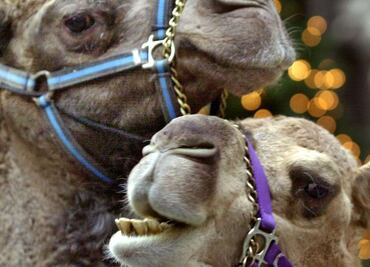Descalifican a 43 camellos de "festival de belleza" en Arabia Saudita por usar botox