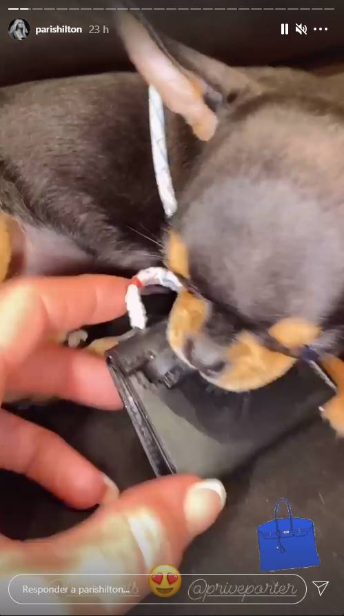 Paris Hilton consiente a su perro con un bolso Hermès de más de 100 mil pesos