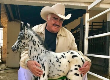 El exitoso negocio de Vicente Fernández con los caballos miniatura