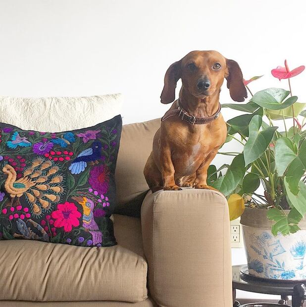 Max Villegas presenta a 'Laila', su mascota adoptada 