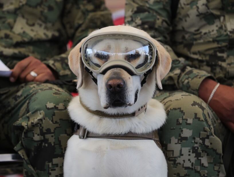 Fallece Frida, la perrita rescatista del terremoto de 2017