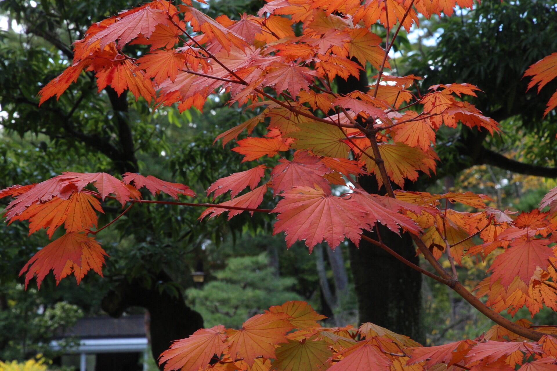 Otoño, colores, sabores y naturaleza