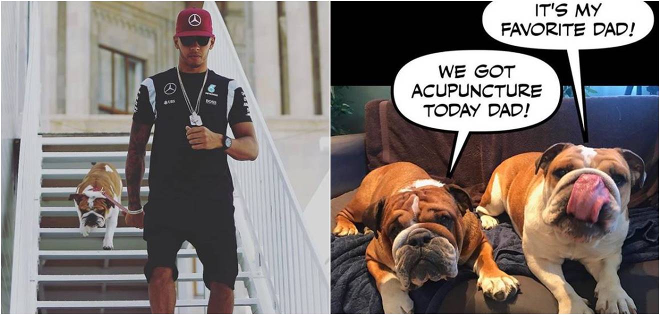Conoce a Roscoe y Coco, las amadas mascotas de Lewis Hamilton, piloto de la Fórmula 1