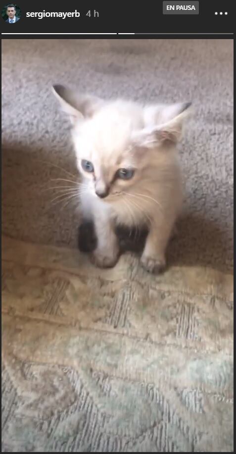 Sergio Mayer Mori da un gran ejemplo y adopta dos tiernas mascotas