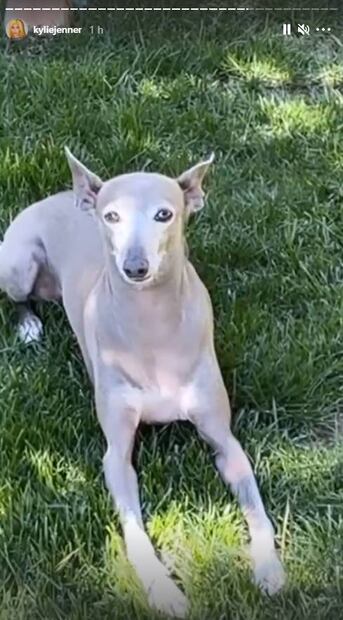 Kylie Jenner: Conoce a sus 5 galgos italianos ¡son su adoración!