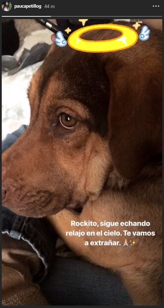 Video: La conmovedora despedida de Ale y Ana Paula Capetillo tras la muerte de su perro 