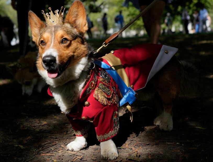 El desfile de perritos corgis en honor a la reina Isabel II / AP