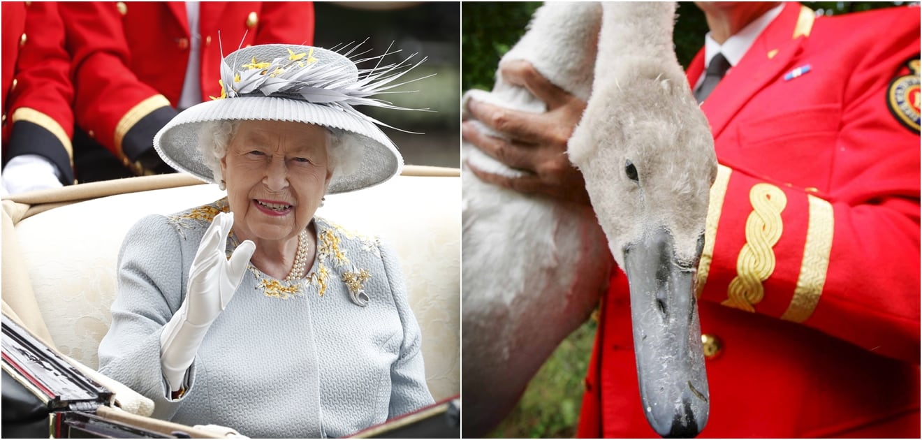 Comienza la ceremonia: Buckingham cuenta los cisnes de la reina Isabel II