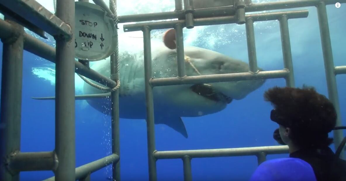 No te puedes perder el video de Juanpa Zurita nadando con tiburones