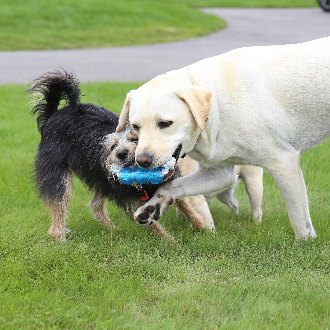 Las fotos más tiernas de Sully, el perro de George Bush padre