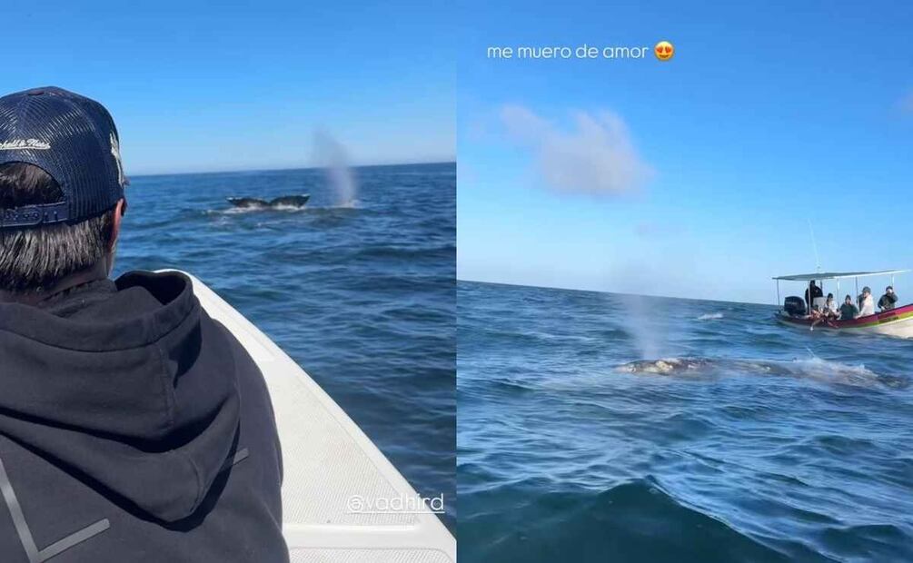 Vadhir y Aislinn Derbez viajaron a Baja California para observar ballenas / Fotos: Instagram