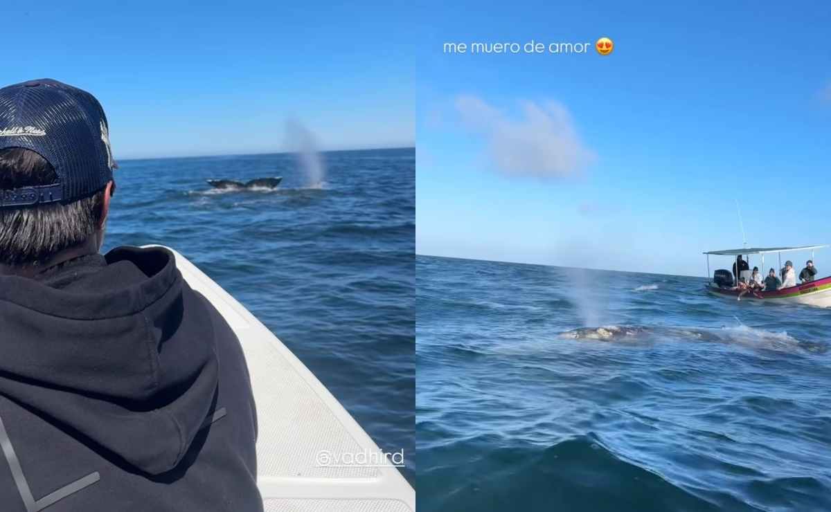 Vadhir y Aislinn Derbez viajaron a Baja California para observar ballenas / Fotos: Instagram