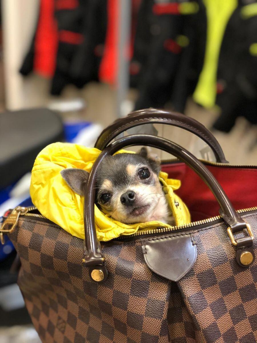 “Mía”, la mascota fashionista de Fabiola Ortiz