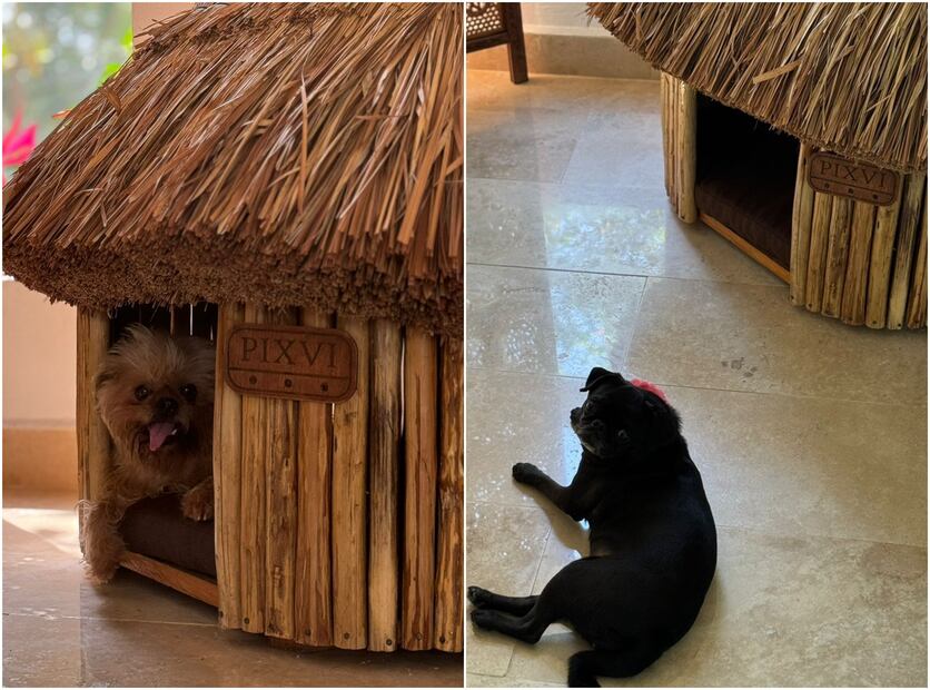 Lylo Fa, Rommel Pacheco/Presume a tu mascota/@soyfotografodeperros y Cortesía