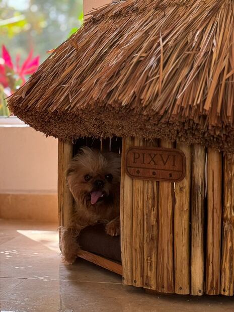 Lylo Fa, Rommel Pacheco/Presume a tu mascota/@soyfotografodeperros y Cortesía