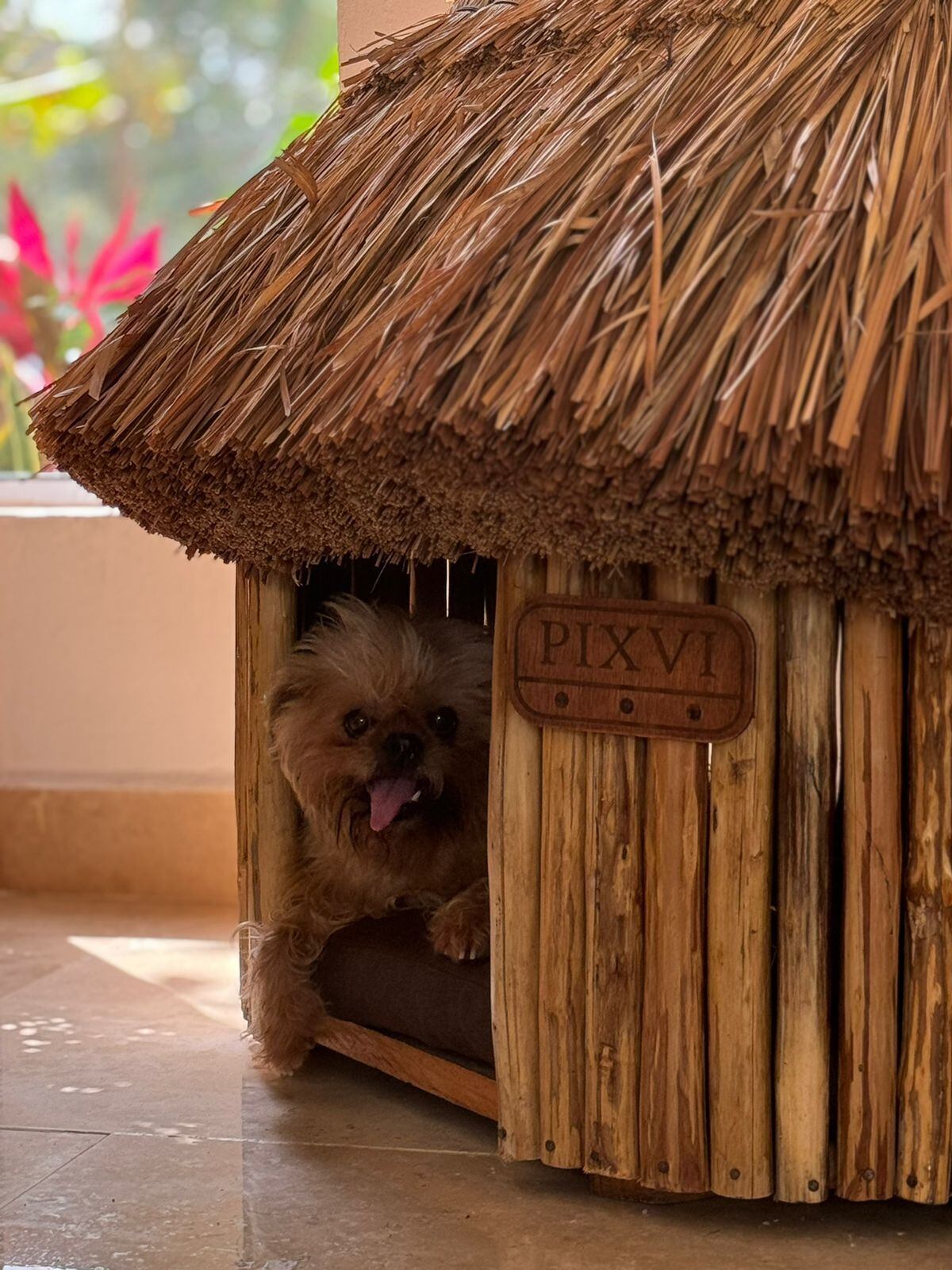 Lylo Fa, Rommel Pacheco/Presume a tu mascota/@soyfotografodeperros y Cortesía