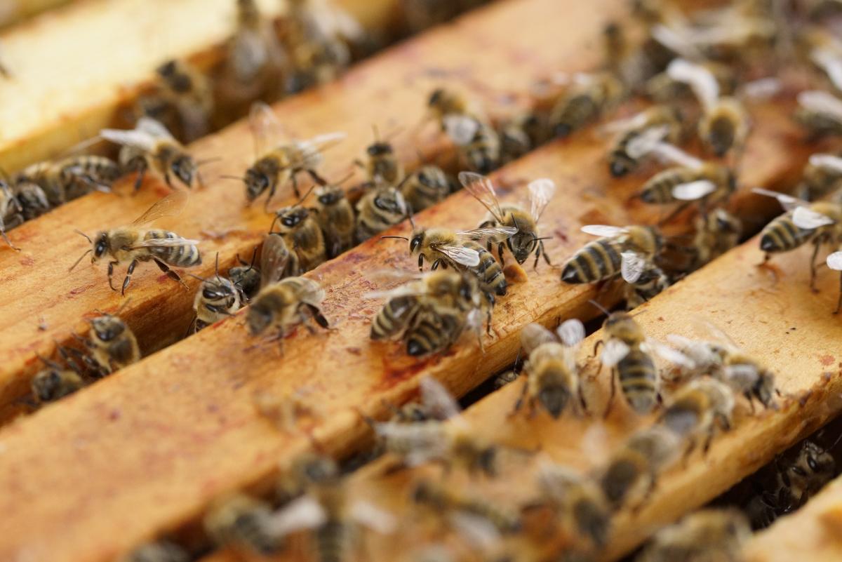 ¿Qué tienen en común Beyoncé y el Papa Francisco? ¡Abejas!