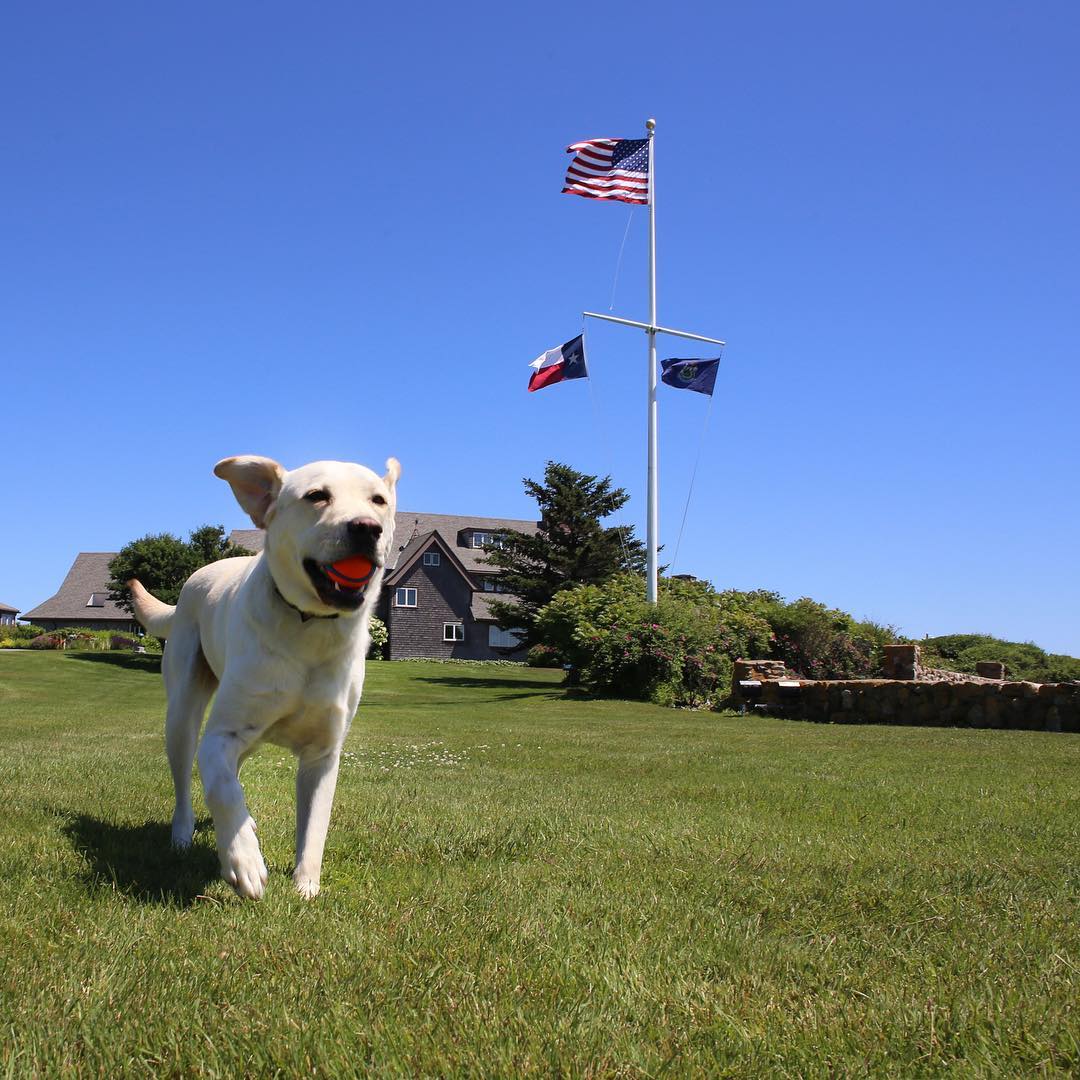 Las fotos más tiernas de Sully, el perro de George Bush padre