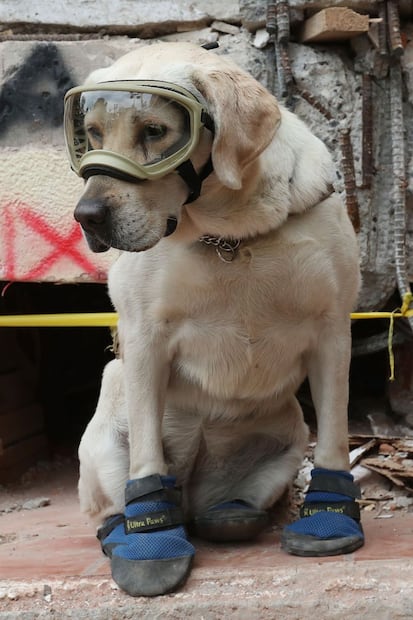 El popular Hachiko rinde homenaje a Frida