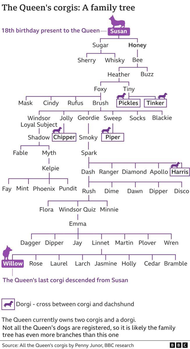 ¿Qué pasará con los corgis de la reina Isabel II?