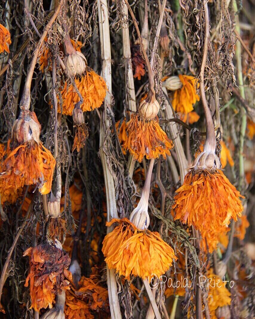Otoño, colores, sabores y naturaleza, por Paola Prieto.