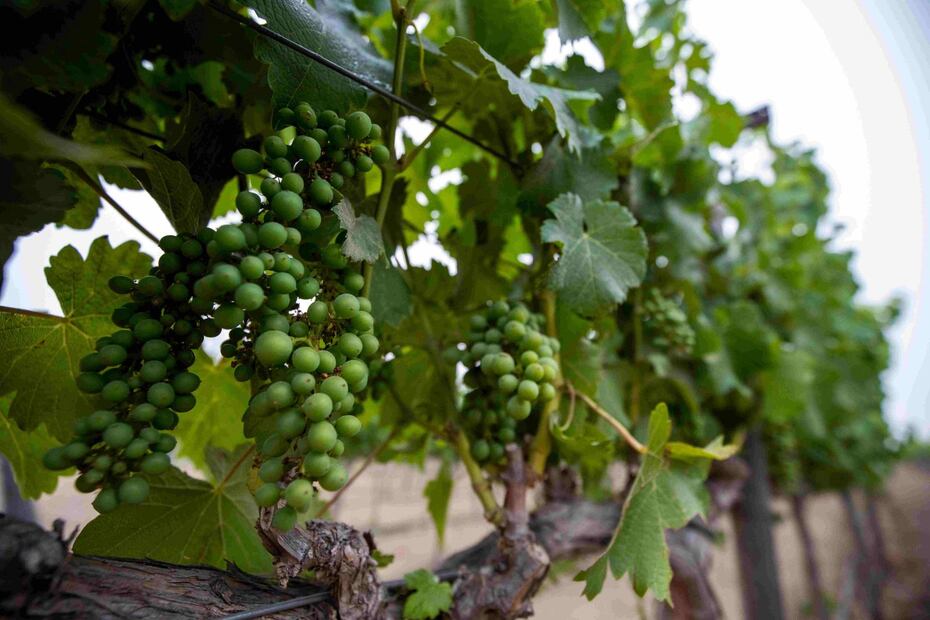 Salvaje, el nuevo food trend en Valle de Guadalupe, Baja California