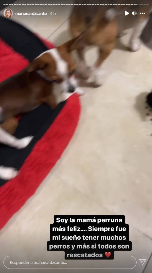 Mariana Rodríguez se pronuncia a favor de la adopción: "no lucres con tus perros"