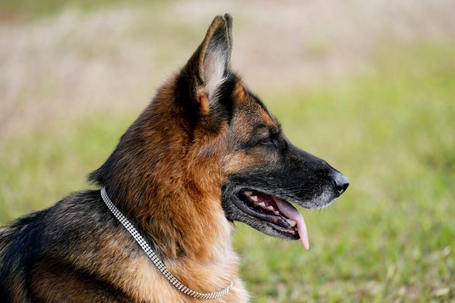 Gunther VI, un perro heredero de 500 mdd, vende mansión que fue de Madonna