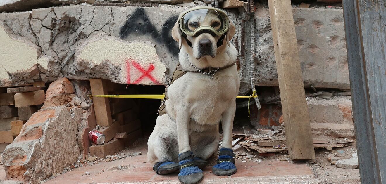 El popular Hachiko rinde homenaje a Frida