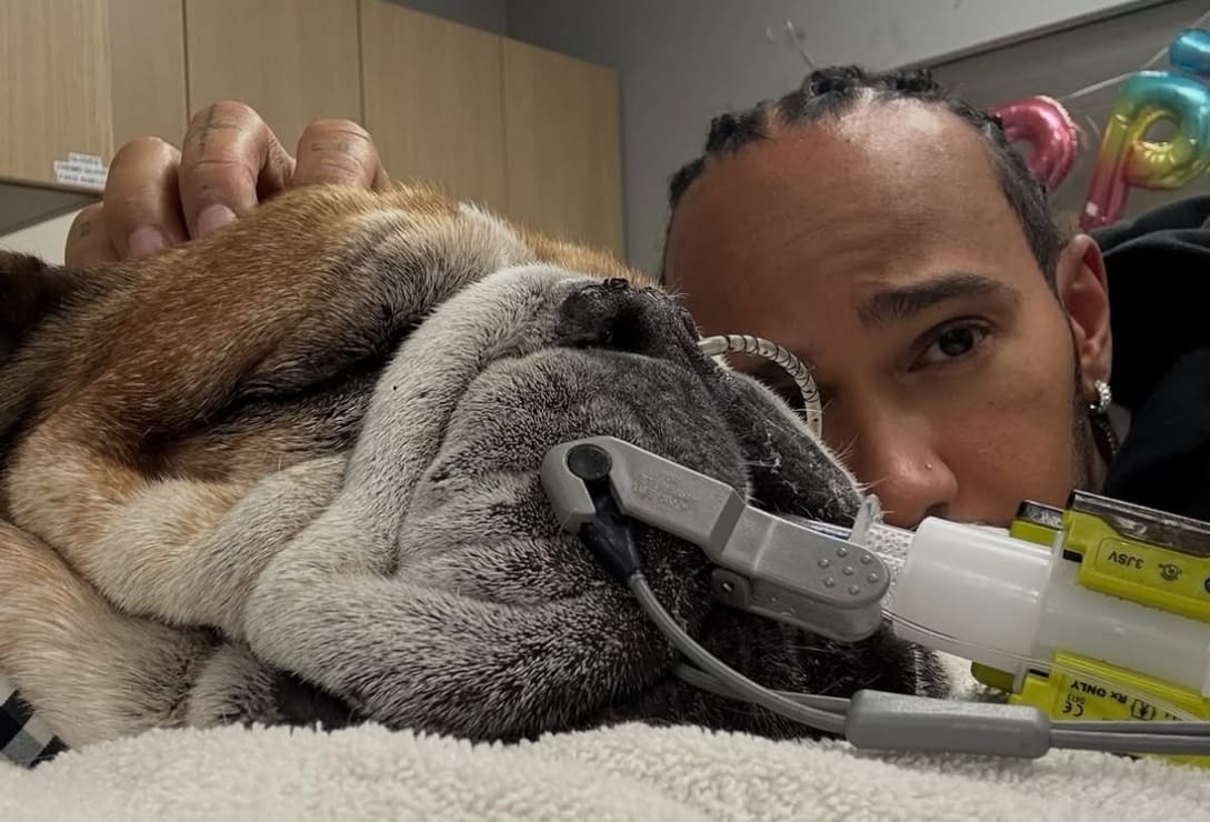 Lewis Hamilton y Roscoe, su perrito bulldog / Foto: Instagram