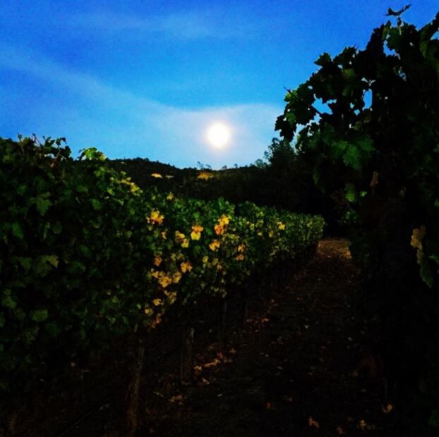 Salma Hayek se relaja en los viñedos de Napa Valley