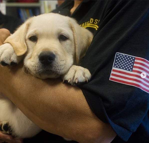 Las fotos más tiernas de Sully, el perro de George Bush padre