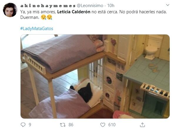 "Si veo un gato en periférico, lo atropello": Leticia Calderón y su fobia a los gatos