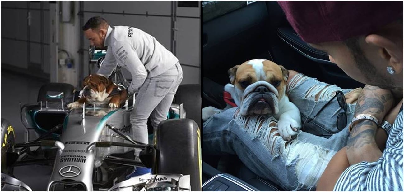 Conoce a Roscoe y Coco, las amadas mascotas de Lewis Hamilton, piloto de la Fórmula 1