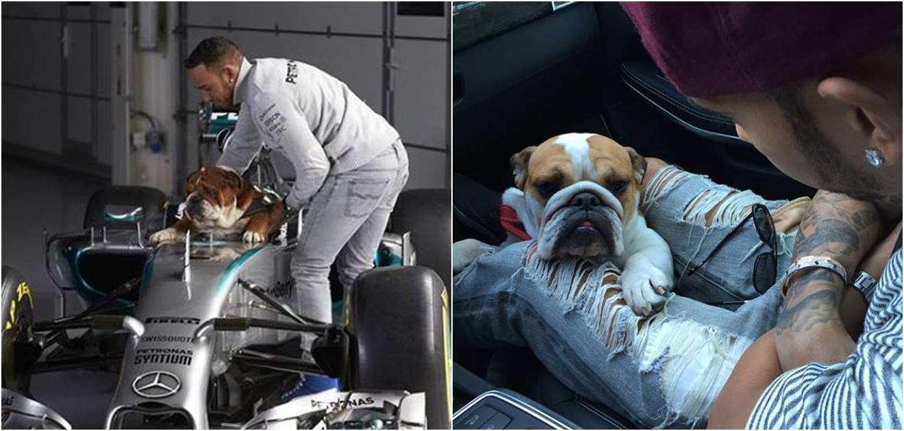 Conoce a Roscoe y Coco, las amadas mascotas de Lewis Hamilton, piloto de la Fórmula 1